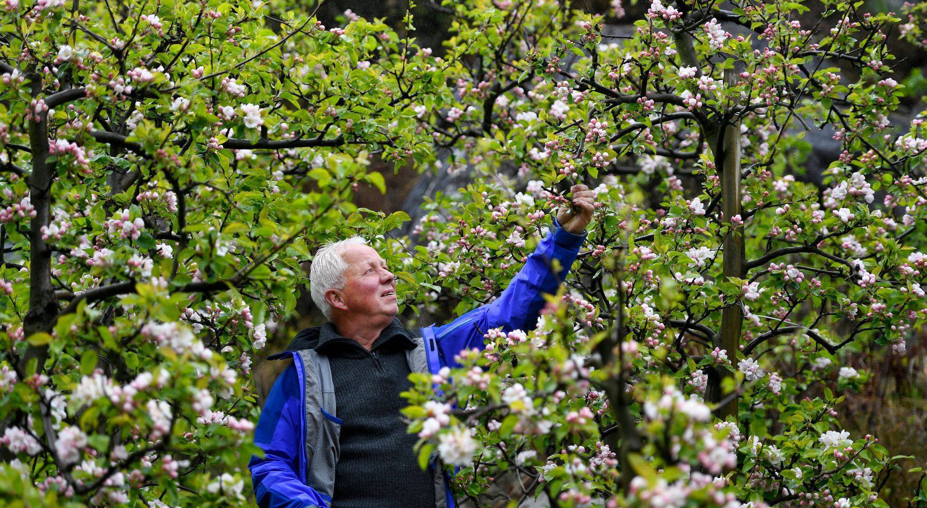 Odd Harald Sletteboe Fossmoen frukt og cider