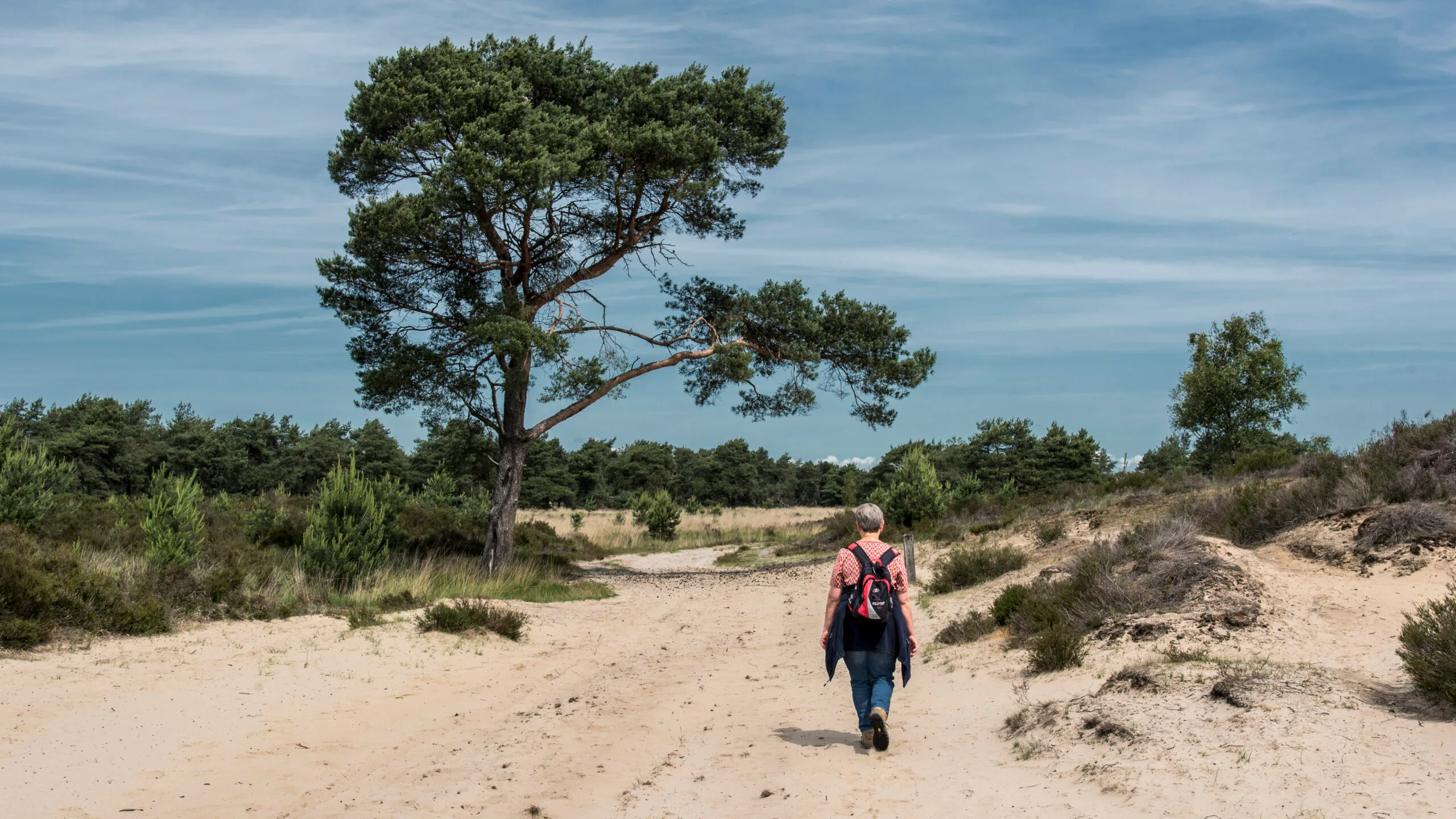 Kalmthoutse heide - rivierduinen en stuifduinengebied - gemeente Woensdrecht - Ed Kil - 2